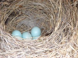 Mountain Blue Bird Nest